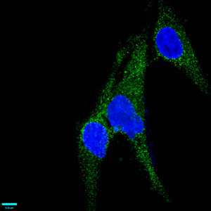 Immunofluorescence staining of U251 cells with CSB-RA013563A0HU at 1:37,counter-stained with DAPI. The cells were fixed in 4% formaldehyde, permeabilized using 0.2% Triton X-100 and blocked in 10% normal Goat Serum. The cells were then incubated with the antibody overnight at 4℃.The secondary antibody was Alexa Fluor 488-congugated AffiniPure Goat Anti-Rabbit IgG (H+L).