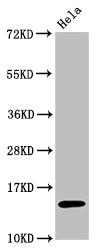 Western Blot<br />Positive WB detected in:Hela whole cell lysate treated by 15mM sodium butyrate for 30min<br />All lanes:Acetyl-Histone H3.1(K56)antibody at 0.7μg/ml<br />Secondary<br />Goat polyclonal to rabbit IgG at 1/50000 dilution<br />Predicted band size: 15 KDa<br />Observed band size: 15 KDa<br />
