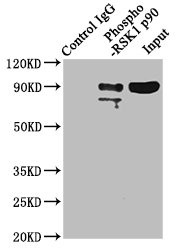 Immunoprecipitating Phospho-RPS6KA1 in Hela whole cell lysate<br />
Lane 1: Rabbit control IgG(1μg)instead of CSB-RA618984A359phHU in Hela whole cell lysate.
For western blotting,a HRP-conjugated Protein G antibody was used as the secondary antibody (1/2000)<br />
Lane 2: CSB-RA618984A359phHU(3μg)+ Hela whole cell lysate(1mg)<br />
Lane 3: Hela whole cell lysate (20μg)<br />