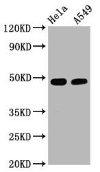 Western Blot<br />
Positive WB detected in Hela whole cell lysate,A549 whole cell lysate<br />
All lanes Phospho-GATA3 antibody at 2.5μg/ml<br />
Secondary<br />
Goat polyclonal to rabbit IgG at 1/50000 dilution<br />
Predicted band size: 48 KDa<br />
Observed band size: 48 KDa<br />