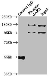 Immunoprecipitating Phospho-JAK2 in Hela whole cell lysate treated with Pervanadate<br />
Lane 1: Rabbit control IgG(1μg)instead of CSB-RA011931A100phHU in Hela whole cell lysate treated with Pervanadate.
For western blotting,a HRP-conjugated Protein G antibody was used as the secondary antibody (1/2000)<br />
Lane 2: CSB-RA011931A100phHU(3μg)+ Hela whole cell lysate treated with Pervanadate(1mg)<br />
Lane 3: Hela whole cell lysate treated with Pervanadate(20μg)<br />