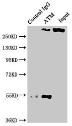 Immunoprecipitating ATM in PC3 whole cell lysate<br />Lane 1: Rabbit control IgG instead of CSB-RA618770A0HU in PC3 whole cell lysate.For western blotting, a HRP-conjugated Protein G antibody was used as the secondary antibody (1/2000)<br />Lane 2: CSB-RA618770A0HU (3μg) + PC3 whole cell lysate (500μg)<br />Lane 3: PC3 whole cell lysate (20μg)<br />