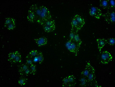 Immunofluorescence staining of HepG2 cells with CSB-RA009986A0HU at 1:41, counter-stained with DAPI. The cells were fixed in 4% formaldehyde, permeabilized using 0.2% Triton X-100 and blocked in 10% normal Goat Serum. The cells were then incubated with the antibody overnight at 4℃. The secondary antibody was Alexa Fluor 488-congugated AffiniPure Goat Anti-Rabbit IgG (H+L).
