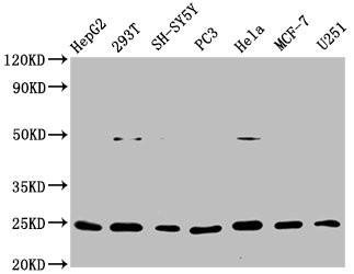 Western Blot<br />Positive WB detected in: HepG2 whole cell lysate, 293T whole cell lysate, SH-SY5Y whole cell lysate, PC3 whole cell lysate, Hela whole cell lysate, MCF-7 whole cell lysate, U251 whole cell lysate<br />All lanes: GDNF antibody at 1μg/ml<br />Secondary<br />Goat polyclonal to rabbit IgG at 1/50000 dilution<br />Predicted band size: 24, 21, 26, 23, 19 KDa<br />Observed band size: 24 KDa<br />