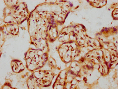 IHC image of CSB-RA009356A0HU diluted at 1:107.5 and staining in paraffin-embedded human placenta tissue performed on a Leica BondTM system. After dewaxing and hydration, antigen retrieval was mediated by high pressure in a citrate buffer (pH 6.0). Section was blocked with 10% normal goat serum 30min at RT. Then primary antibody (1% BSA) was incubated at 4℃ overnight. The primary is detected by a biotinylated secondary antibody and visualized using an HRP conjugated SP system.