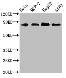 Western Blot<br />
Positive WB detected in: Hela whole cell lysate, MCF-7 whole cell lysate, HepG2 whole cell lysate, K562 whole cell lysate<br />
All lanes: ARNT antibody at 1.83μg/ml<br />
Secondary<br />
Goat polyclonal to rabbit IgG at 1/50000 dilution<br />
Predicted band size: 87, 85, 86 KDa<br />
Observed band size: 87 KDa<br />