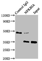 Immunoprecipitating NFKBIA in HepG2 whole cell lysate<br />
Lane 1: Rabbit control IgG instead of CSB-RA015761A0HU in HepG2 whole cell lysate.
For western blotting, a HRP-conjugated Protein G antibody was used as the secondary antibody (1/2000)<br />
Lane 2: CSB-RA015761A0HU (3μg) + HepG2 whole cell lysate (500μg)<br />
Lane 3: HepG2 whole cell lysate (20μg)<br />