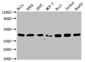 Western Blot<br />
Positive WB detected in: Hela whole cell lysate, K562 whole cell lysate, 293T whole cell lysate, MCF-7 whole cell lysate, Raji whole cell lysate, Jurkat whole cell lysate, HepG2 whole cell lysate<br />
All lanes: hnRNP C1 + C2 antibody at 0.66μg/ml<br />
Secondary<br />
Goat polyclonal to rabbit IgG at 1/50000 dilution<br />
Predicted band size: 34, 33, 26, 28 KDa<br />
Observed band size: 42 KDa<br />