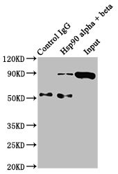 Immunoprecipitating Hsp90 alpha + beta in Hela whole cell lysate<br />
Lane 1: Rabbit control IgG instead of CSB-RA010802A0HU in Hela whole cell lysate.
For western blotting, a HRP-conjugated Protein G antibody was used as the secondary antibody (1/2000)<br />
Lane 2: CSB-RA010802A0HU (3μg) + Hela whole cell lysate (500μg)<br />
Lane 3: Hela whole cell lysate (20μg)<br />