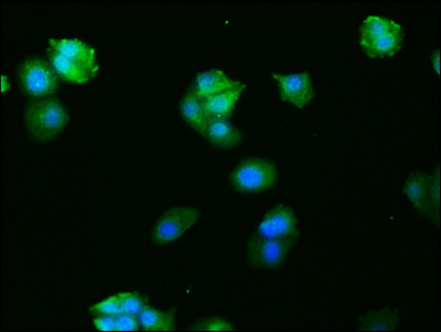Immunofluorescence staining of HepG2 cells with CSB-RA008790A0HU at 1:27, counter-stained with DAPI. The cells were fixed in 4% formaldehyde, permeabilized using 0.2% Triton X-100 and blocked in 10% normal Goat Serum. The cells were then incubated with the antibody overnight at 4℃. The secondary antibody was Alexa Fluor 488-congugated AffiniPure Goat Anti-Rabbit IgG (H+L).