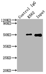 Immunoprecipitating FNTB in K562 whole cell lysate<br />
Lane 1: Rabbit control IgG instead of CSB-RA267691A0HU in K562 whole cell lysate.
For western blotting,a HRP-conjugated Protein G antibody was used as the secondary antibody (1/2000)<br />
Lane 2: CSB-RA267691A0HU(2µg)+ K562 whole cell lysate(500µg)<br />
Lane 3: K562 whole cell lysate (10µg)<br />