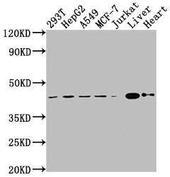Western Blot<br />
Positive WB detected in: 293T whole cell lysate, HepG2 whole cell lysate, A549 whole cell lysate, MCF-7 whole cell lysate, Jurkat whole cell lysate, Mouse liver tissue, Mouse heart tissue<br />
All lanes: AGTR2 antibody at 1:2000<br />
Secondary<br />
Goat polyclonal to rabbit IgG at 1/50000 dilution<br />
Predicted band size: 42 kDa<br />
Observed band size: 42 kDa<br />