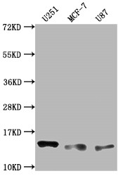 Western Blot<br />Positive WB detected in: U251 whole cell lysate, MCF-7 whole cell lysate, U87 whole cell lysate<br />All lanes: TNFRSF12A antibody at 1:2000<br />Secondary<br />Goat polyclonal to rabbit IgG at 1/50000 dilution<br />Predicted band size: 14, 11 kD<br />Observed band size: 14 kDa<br />