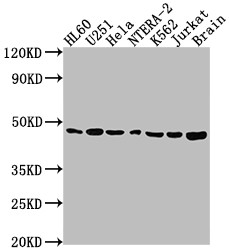 Western Blot<br />
Positive WB detected in: HL60 whole cell lysate, U251 whole cell lysate, Hela whole cell lysate, NTERA-2 whole cell lysate, K562 whole cell lysate, Jurkat whole cell lysate, Rat brain tissue<br />
All lanes: F3 antibody at 1:1500<br />
Secondary<br />
Goat polyclonal to rabbit IgG at 1/50000 dilution<br />
Predicted band size: 34, 28 kDa<br />
Observed band size: 46 kDa<br />