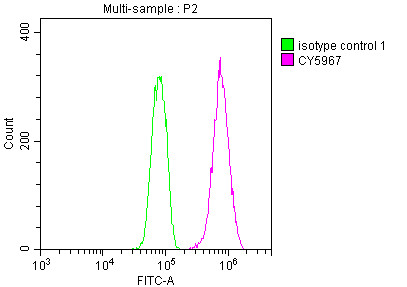 Overlay histogram showing Hela cells stained with CSB-RA964136A0HU (red line) at 1:50. The cells were fixed with 70% Ethylalcohol (18h) and then incubated in 10% normal goat serum to block non-specific protein-protein interactions followedby the antibody (1µg/1*106cells) for 1 h at 4℃.The secondary antibody used was FITC-conjugated goat anti-rabbit IgG (H+L) at 1/200 dilution for 30min at 4℃. Control antibody (green line) was Rabbit IgG (1µg/1*106cells) used under the same conditions. Acquisition of >10,000 events was performed.
