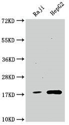 Western Blot<br />
Positive WB detected in: Raji whole cell lysate, HepG2 whole cell lysate<br />
All lanes: Cyclophilin A antibody at 1:1500<br />
Secondary<br />
Goat polyclonal to rabbit IgG at 1/50000 dilution<br />
Predicted band size: 19, 12 kDa<br />
Observed band size: 19 kDa<br />
