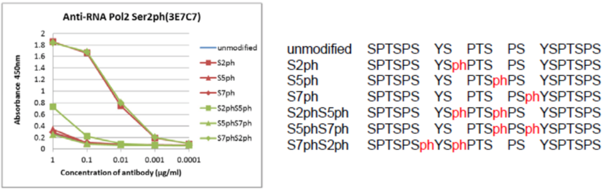 The composition of CTD peptides and their reactivity with RNA polymerase 2, CTD Ser2ph antibody 3E7C7.