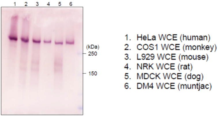 Immunoblot analysis of mammalian cells extracts using RNA polymerase 2, CTD Ser2ph antibody 3E7C7.