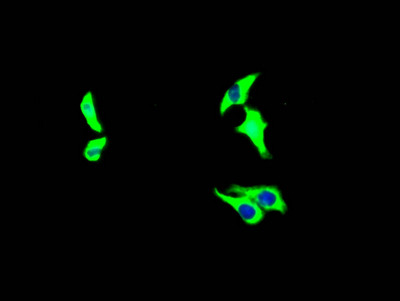 Immunofluorescence staining of HepG2 Cells with CSB-RA978909A0HU at 1:50, counter-stained with DAPI. The cells were fixed in 4% formaldehyde and blocked in 10% normal Goat Serum. The cells were then incubated with the antibody overnight at 4℃. Nuclear DNA was labeled in blue with DAPI. The secondary antibody was FITC-conjugated AffiniPure Goat Anti-Rabbit IgG (H+L).