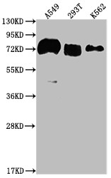 Western Blot<br />Positive WB detected in: A549 whole cell lysate, 293T whole cell lysate, K562 whole cell lysate<br />All lanes: CD55 antibody at 1:2000<br />Secondary<br />Goat polyclonal to rabbit IgG at 1/50000 dilution<br />Predicted band size: 42, 49, 40, 57, 60 kDa<br />Observed band size: 70 kDa<br />