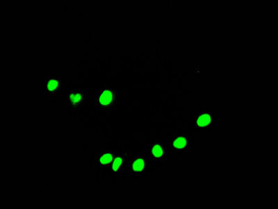 Immunofluorescence staining of HepG2 Cells with CSB-RA231179A0HU at 1:50, counter-stained with DAPI. The cells were fixed in 4% formaldehyde, permeated by 0.2% TritonX-100, and blocked in 10% normal Goat Serum. The cells were then incubated with the antibody overnight at 4℃. Nuclear DNA was labeled in blue with DAPI. The secondary antibody was FITC-conjugated AffiniPure Goat Anti-Rabbit IgG (H+L).