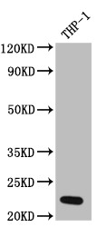 Western Blot<br />
Positive WB detected in: THP-1 whole cell lysate<br />
All lanes: IL23 antibody at 1:1000<br />
Secondary<br />
Goat polyclonal to rabbit IgG at 1/50000 dilution<br />
Predicted band size: 21 kDa<br />
Observed band size: 21 kDa<br />