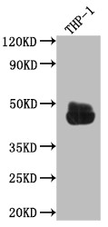 Western Blot<br />Positive WB detected in: THP-1 whole cell lysate<br />All lanes: CD32 antibody at 1:1000<br />Secondary<br />Goat polyclonal to rabbit IgG at 1/50000 dilution<br />Predicted band size: 35, 36 kDa<br />Observed band size: 45 kDa<br />