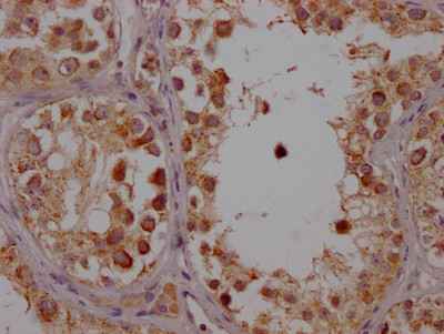 IHC image of CSB-RA554990A0HU diluted at 1:100 and staining in paraffin-embedded human testis tissue performed on a Leica BondTM system. After dewaxing and hydration, antigen retrieval was mediated by high pressure in a citrate buffer (pH 6.0). Section was blocked with 10% normal goat serum 30min at RT. Then primary antibody (1% BSA) was incubated at 4℃ overnight. The primary is detected by a Goat anti-rabbit IgG polymer labeled by HRP and visualized using 0.05% DAB.