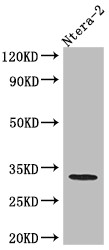 Western Blot<br />
Positive WB detected in: Ntera-2 whole cell lysate<br />
All lanes: pro Caspase 3 antibody at 1:1000<br />
Secondary<br />
Goat polyclonal to rabbit IgG at 1/50000 dilution<br />
Predicted band size: 32 kDa<br />
Observed band size: 32 kDa<br />