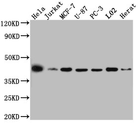 Western Blot<br />Positive WB detected in: Hela whole cell lysate, Jurkat whole cell lysate, MCF-7 whole cell lysate, U-87 whole cell lysate, PC-3 whole cell lysate, L02 whole cell lysate, Rat Heart whole cell lysate<br />All lanes: p38 MAPK antibody at 1:1000<br />Secondary<br />Goat polyclonal to rabbit IgG at 1/50000 dilution<br />Predicted band size: 42, 42, 35, 36, 30 kDa<br />Observed band size: 42 kDa<br />