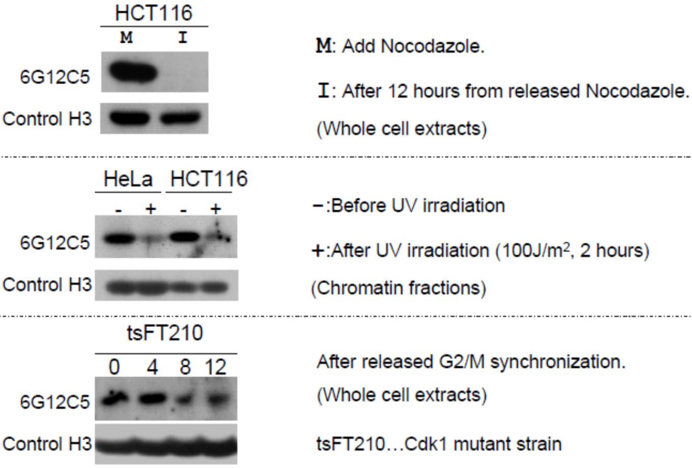 Immunoblot analysis of treated-cell extracts using histone H3 T11ph antibody 6G12C5.
