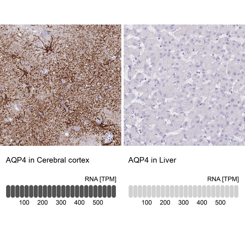 Immunohistochemistry analysis in human cerebral cortex and liver tissues using AMAb90537 antibody. Corresponding AQP4 RNA-seq data are presented for the same tissues.