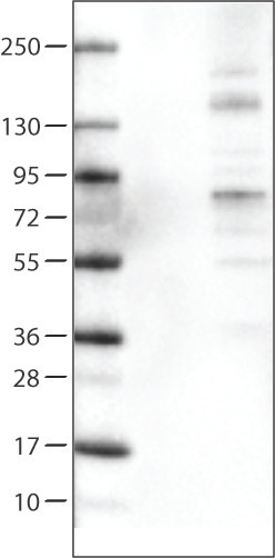 Lane 1: Marker [kDa]<br/>Lane 2: Negative control (vector only transfected HEK293T lysate) <br/>Lane 3: ACSL5 Over-expression Lysate (Co-expressed with a C-terminal myc-DDK tag (~3.1 kDa) in mammalian HEK293T cells, LY414108) 