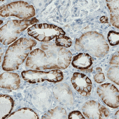 Immunohistochemical staining of human kidney shows strong membranous immunoreactivity in renal tubules, but not glomeruli.