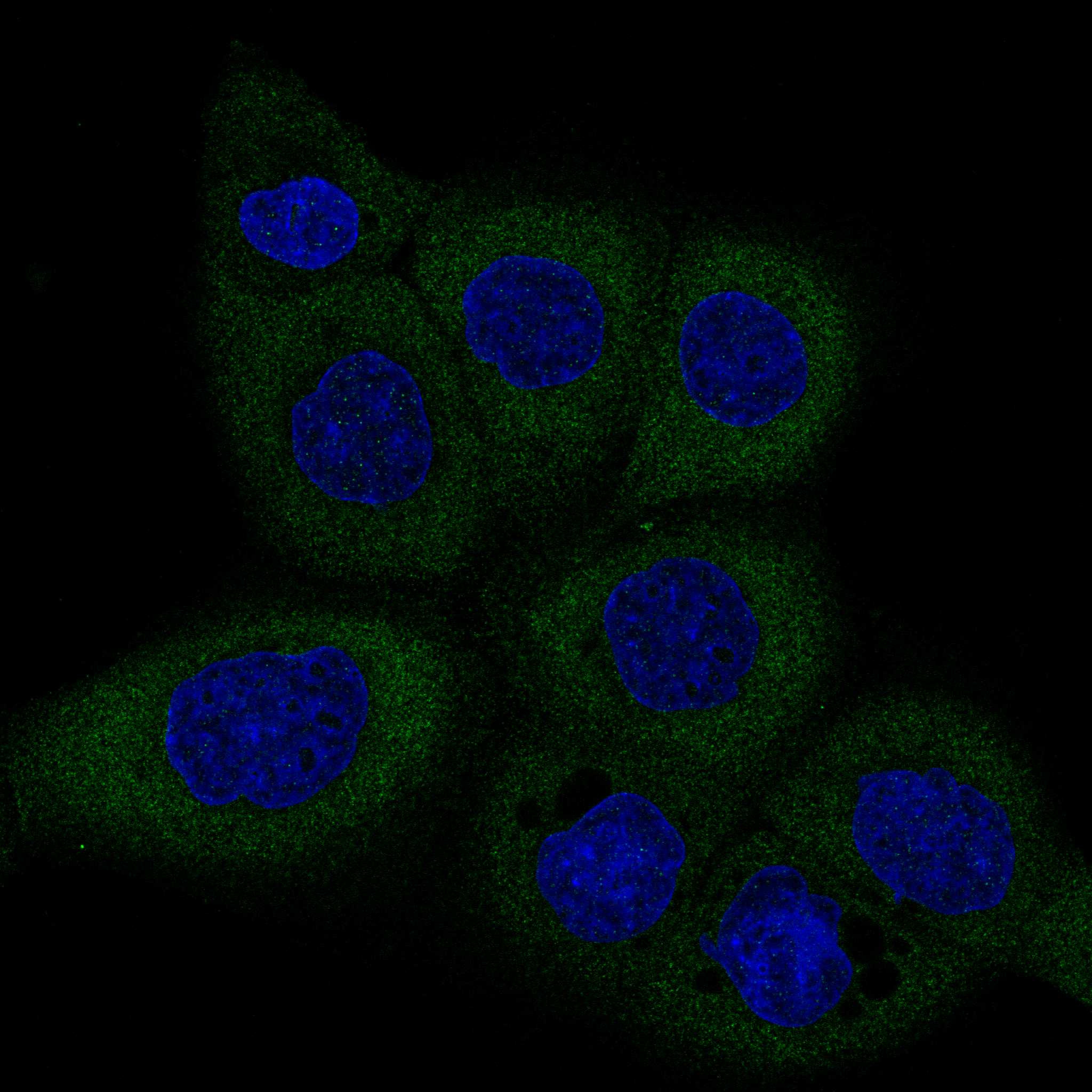 Immunofluorescence staining of A-431 cells using the anti-DICER1 monoclonal antibody, showing specific staining in the cytosol in green. Microtubule- and nuclear probes are visualized in red and blue, respectively (where available).