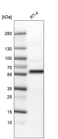 Western blot analysis in human cell line RT-4.