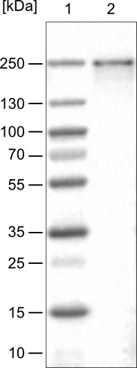 Lane 1: Marker [kDa]<br/>Lane 2: Human cell line U-251 MG