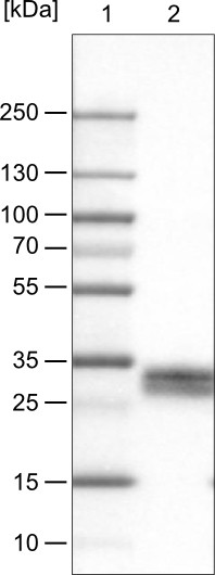 Lane 1: Marker [kDa]<br/>Lane 2: Human cerebral cortex