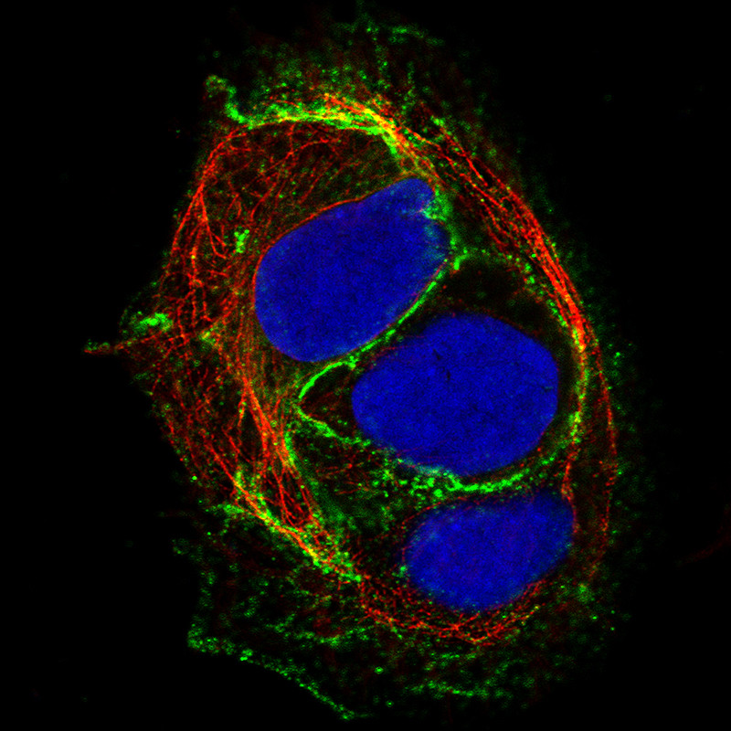 Immunofluorescence staining of BEWO cells using the Anti-CDH1 monoclonal antibody, showing specific staining in the plasma membrane and cell junctions in green. Microtubule- and nuclear probes are visualized in red and blue, respectively (where available).