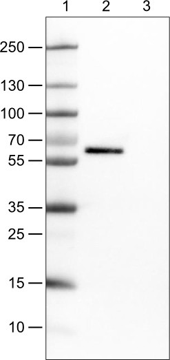 Lane 1: Marker [kDa]<br/>Lane 2: Human cell line CACO-2<br/>Lane 3: Human cell line U-87
