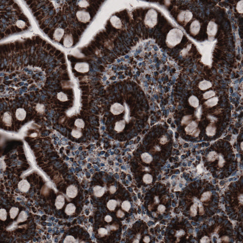 Immunohistochemical staining of human small intestine shows strong granular cytoplasmic immunoreactivity in both glandular and lamina propria cells.