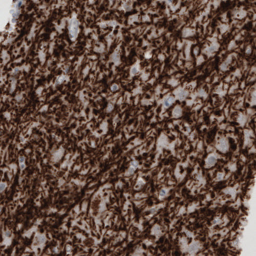 Immunohistochemical staining of human cerebral cortex shows strong immunoreactivity in myelinated fibers.