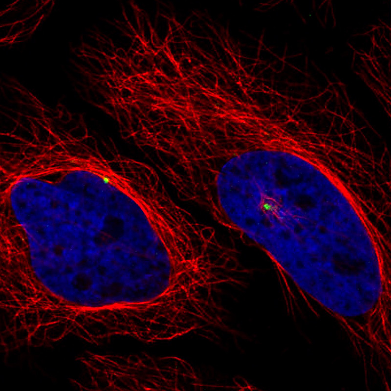 Immunofluorescence staining of HeLa cells using the anti-CDK5RAP2 monoclonal antibody, showing specific staining of the centrosome in green. Microtubule- and nuclear probes are visualized in red and blue, respectively (where available).