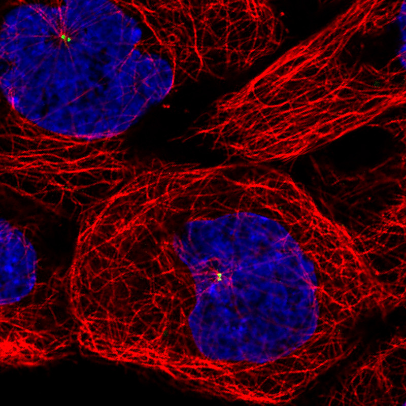 Immunofluorescence staining of A431 cells using the anti-CEP350 monoclonal antibody, showing specific staining of the centrosome in green. Microtubule- and nuclear probes are visualized in red and blue, respectively (where available). 