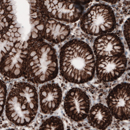 Immunohistochemical staining of human stomach shows strong cytoplasmic immunoreactivity in glandular epithelium cells.