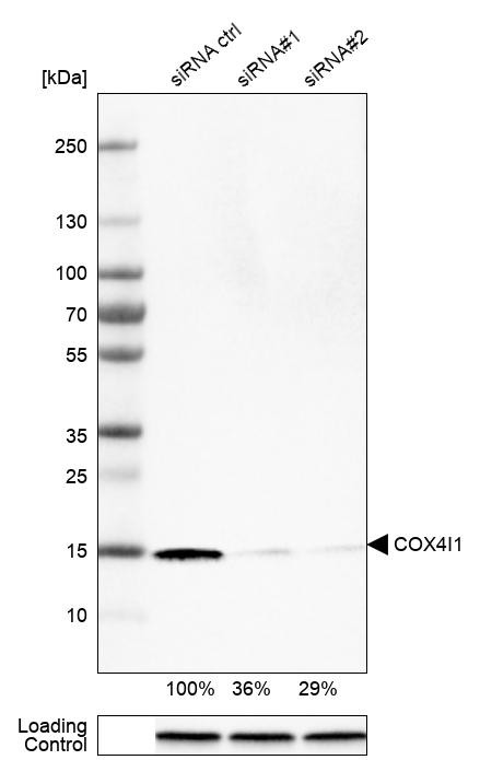 Western blot analysis in U-251MG cells transfected with control siRNA, target specific siRNA probe #1 and #2, using Anti-COX4I1 antibody. Remaining relative intensity is presented. Loading control: Anti-GAPDH.
