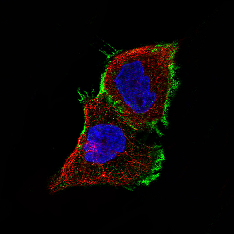 Immunofluorescence staining of A431 cells using the Anti-CLDN1 monoclonal antibody, showing specific staining in the plasma membrane in green. Microtubule- and nuclear probes are visualized in red and blue, respectively (where available).