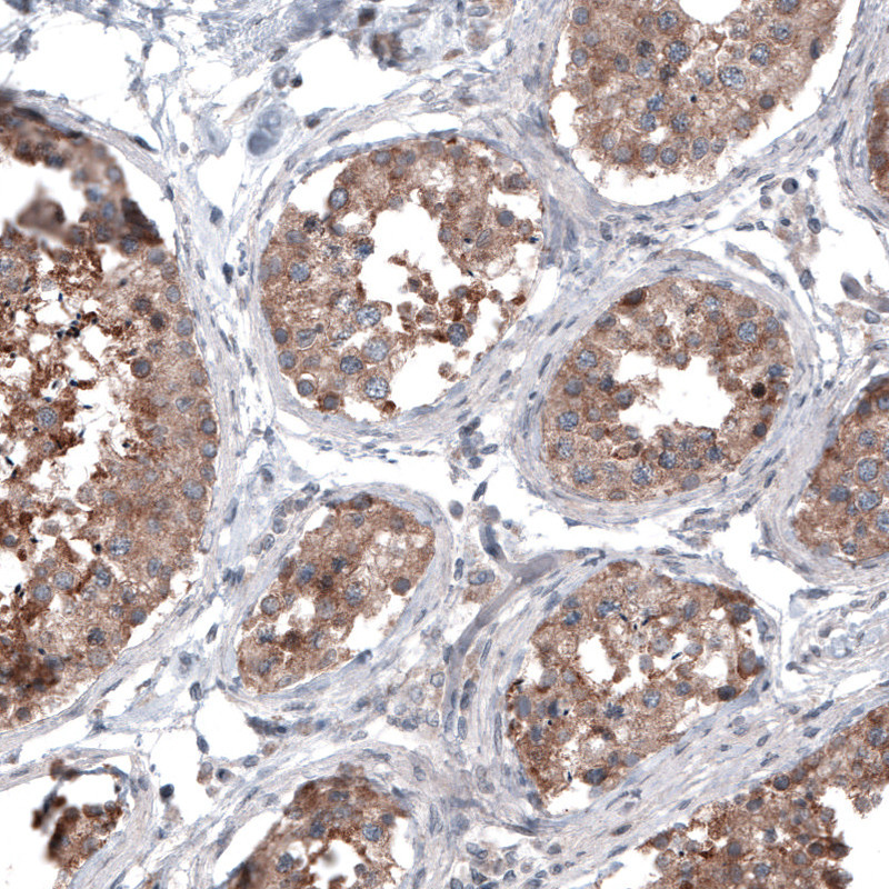 Immunohistochemical staining of human testis shows strong cytoplasmic immunoreactivity in seminiferous tubules.