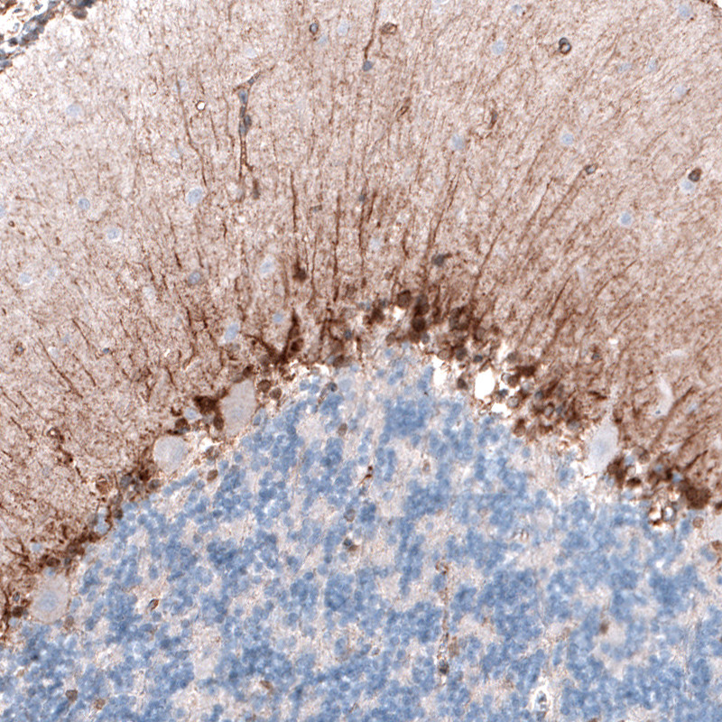 Immunohistochemical staining of human cerebellum shows moderate cytoplasmic immunoreactivity in a subset of neuronal cells.