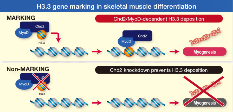 Figure 1. These H3 variant antibodies were essential tools in a first of kind study showing that differentiation specific genes are marked for lineage specific expression by the deposition of Histone H3.3 at the onset of differentiation signaling (Ref. 2).